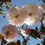 Picture of Prunus Fugenzo