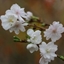 Picture of Prunus × subhirtella Autumnalis
