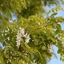 Picture of Robinia pseudoacacia Frisia