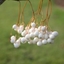 Picture of Sorbus aff. cashmiriana