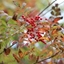 Picture of Sorbus commixta Embley