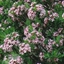 Picture of Daphne × burkwoodii Somerset