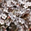 Picture of Prunus cerasifera Pissardii