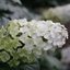 Picture of Hydrangea quercifolia Snow Queen ('Flemygea')