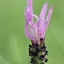 Picture of Lavandula pedunculata subsp. pedunculata