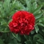 Picture of Paeonia lactiflora Adolphe Rousseau