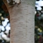 Picture of Betula utilis var. jacquemontii Grayswood Ghost