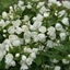 Picture of Philadelphus Manteau d'Hermine