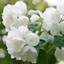 Picture of Philadelphus Virginal