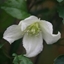 Picture of Clematis cirrhosa Jingle Bells