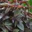 Picture of Ageratina altissima Chocolate