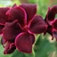 Picture of Pelargonium Lord Bute