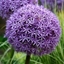Picture of Allium Globemaster