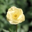 Picture of Trollius x cultorum Alabaster