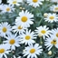 Picture of Argyranthemum frutescens