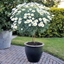Picture of Argyranthemum frutescens