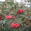 Picture of Sorbus Eastern Promise