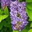 Picture of Wisteria frutescens Longwood Purple