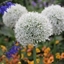 Picture of Allium stipitatum Mount Everest