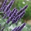Picture of Agastache Blackadder