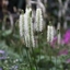 Picture of Sanguisorba canadensis
