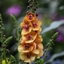 Picture of Verbascum Clementine
