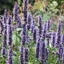 Picture of Agastache Blackadder