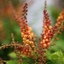 Picture of Mahonia nitens Cabaret (PBR)