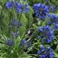 Picture of Agapanthus Midnight Star