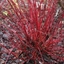 Picture of Cornus alba Sibirica