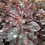 Picture of Cotinus coggygria Royal Purple