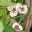 Picture of Akebia quinata cream-flowered