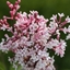 Picture of Syringa pubescens subsp. microphylla Superba