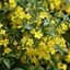 Picture of Jasminum humile Revolutum