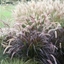 Picture of Pennisetum advena Rubrum