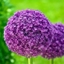 Picture of Allium giganteum