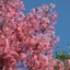 Picture of Toona sinensis Flamingo