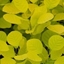 Picture of Cotinus coggygria Golden Spirit ('Ancot') (PBR)