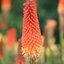 Picture of Kniphofia Royal Standard