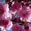 Picture of Prunus Royal Burgundy