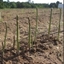 Picture of asparagus Vittorio