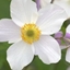 Picture of Anemone Wild Swan ('Macane001') (PBR)