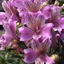 Picture of Alstroemeria Neptune (Planet Series)