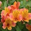 Picture of Alstroemeria Saturne (Planet Series)