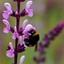 Picture of Salvia × sylvestris Rose Queen