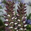 Picture of Acanthus mollis