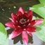 Picture of Nymphaea Almost Black