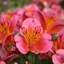 Picture of Alstroemeria Sirius (Planet Series)