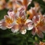 Picture of Alstroemeria Junon (Planet Series)