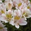 Picture of Alstroemeria Venus (Planet Series)